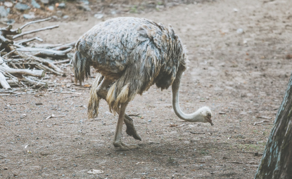 Safari Park